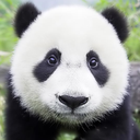 fwxbear