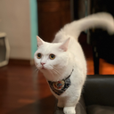 fatbobxu