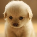 yune