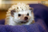 lvduo