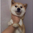 Henry001