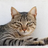 guanxue