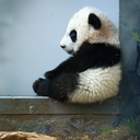 ablipan