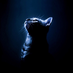 DarkCat123