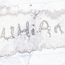 uhian