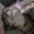 igel