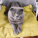 eastcat
