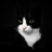 ddxcat