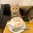 sgt