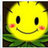helianthus
