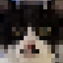 imadog