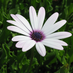 daisysnow