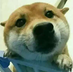 scoodamay