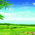 yumenoo