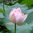 morton_hu