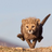 ProcoRosso