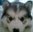 hhhhusky