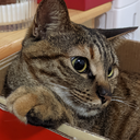 fengdw