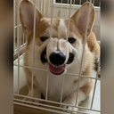 pagecho