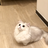 LucasYang