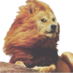 klausyao