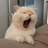 Catct