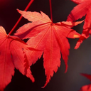 honmaple