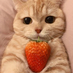 cat404