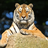 metrotiger