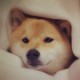 myhao6