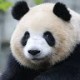 CodingPanda